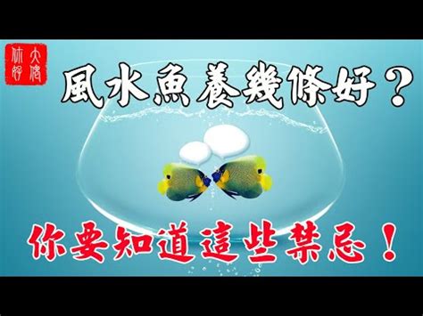 家庭養魚數量|風水魚數量大揭秘